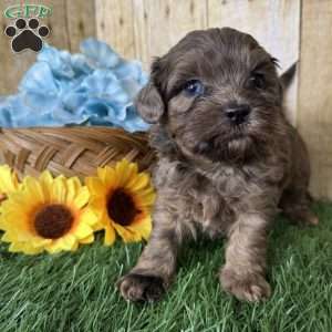 Chevy, Shih-Poo Puppy